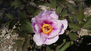 Le jardin Le jardin